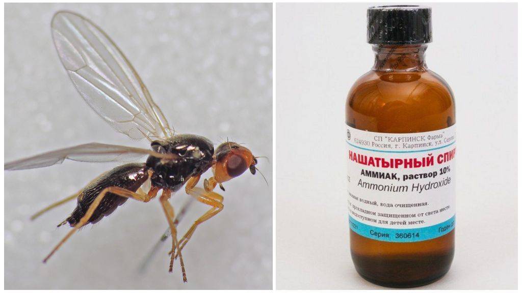 Морковная муха: фото, как с ней бороться, народные средства, препараты, профилактика