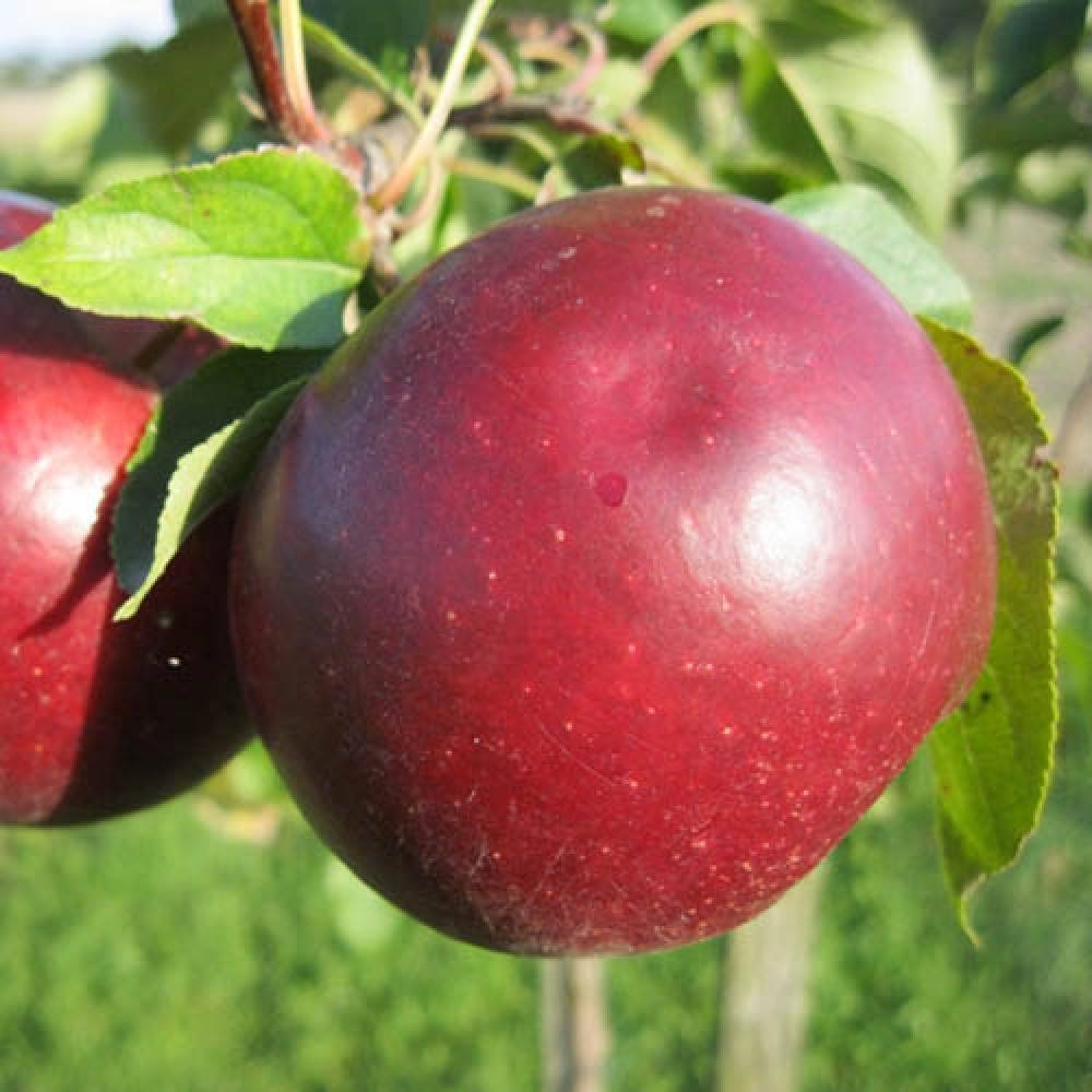 Сорт яблок белорусское сладкое описание, фото, отзывы