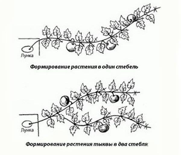 Тыква прищипывание побегов схема