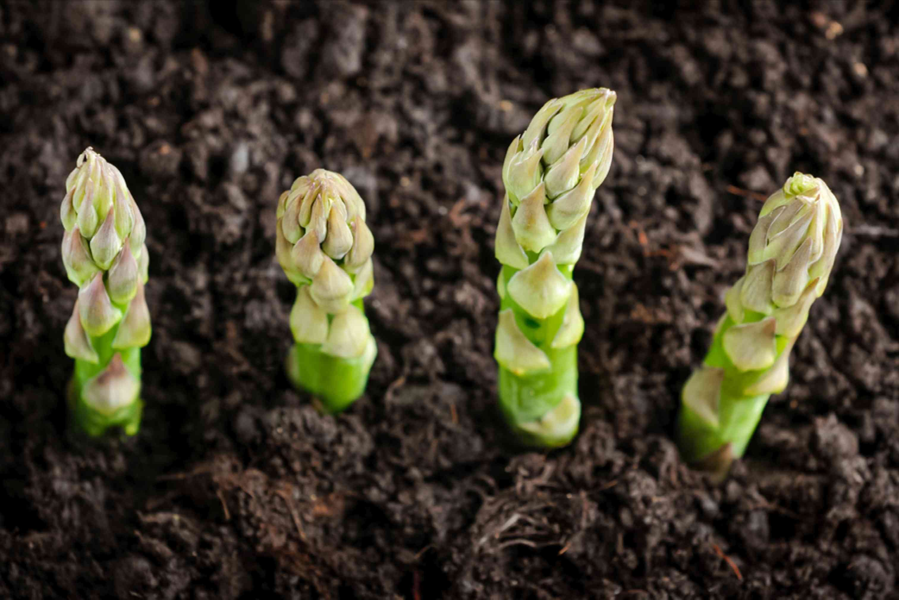 Простой способ: как вырастить на даче спаржу в открытом грунте: семенами или рассадой