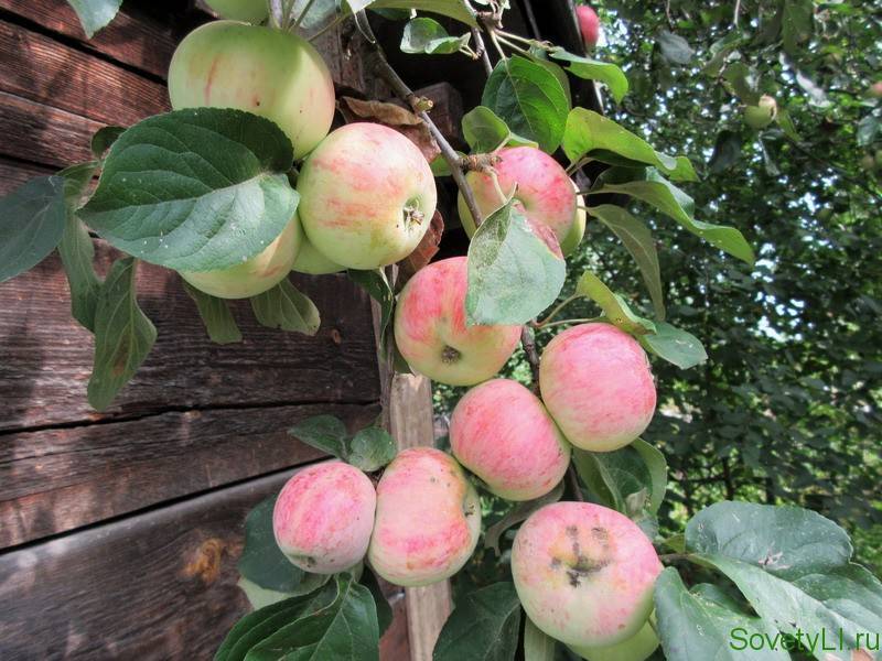 Как плодоносит яблоня после посадки: на какой год и сколько раз