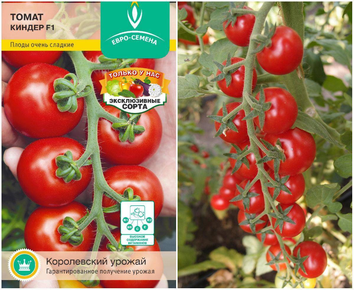 Томат иришка f1: характеристика и описание сорта от сибирский сад, отзывы тех кто сажал помидоры об их урожайности, видео и фото куста в высоту