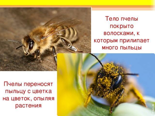 Зачем и что собирают пчелы: пыльцу или нектар