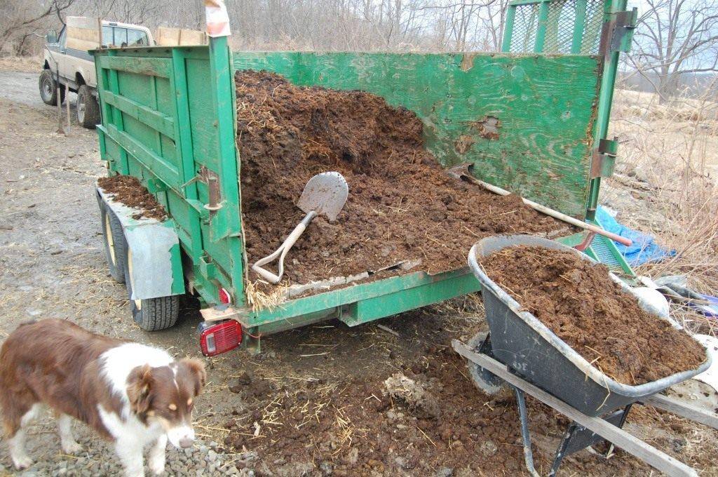 Коровий навоз как удобрение: как применять, переработка, как хранить на садовом участке, применение сухого на даче