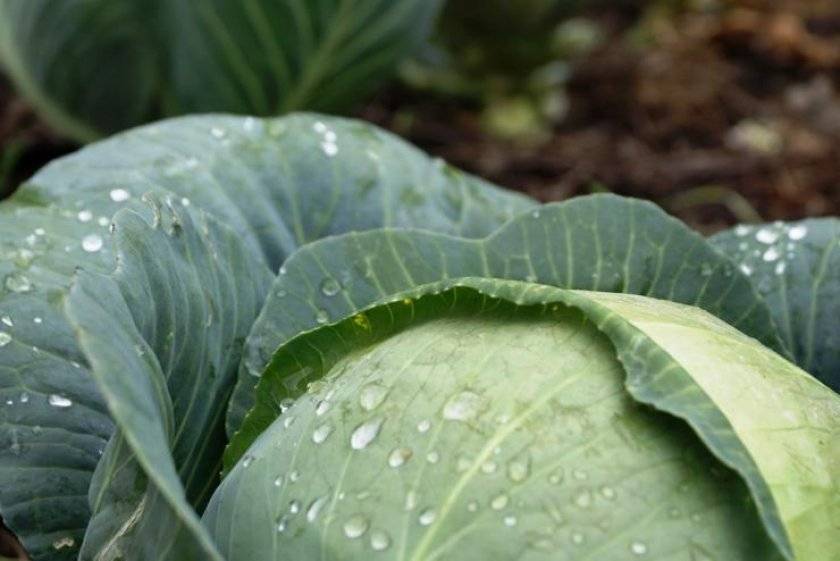 Вредители капусты: как уберечь и чем обработать капусту от насекомых и зайцев