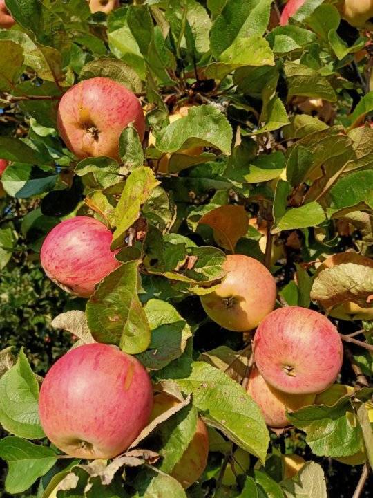 Сорт яблок похожий на штрифель - дневник садовода semena-zdes.ru