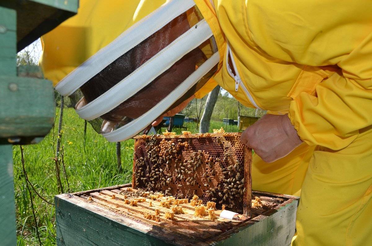 Формирование молодых пчелиных семей — отводков