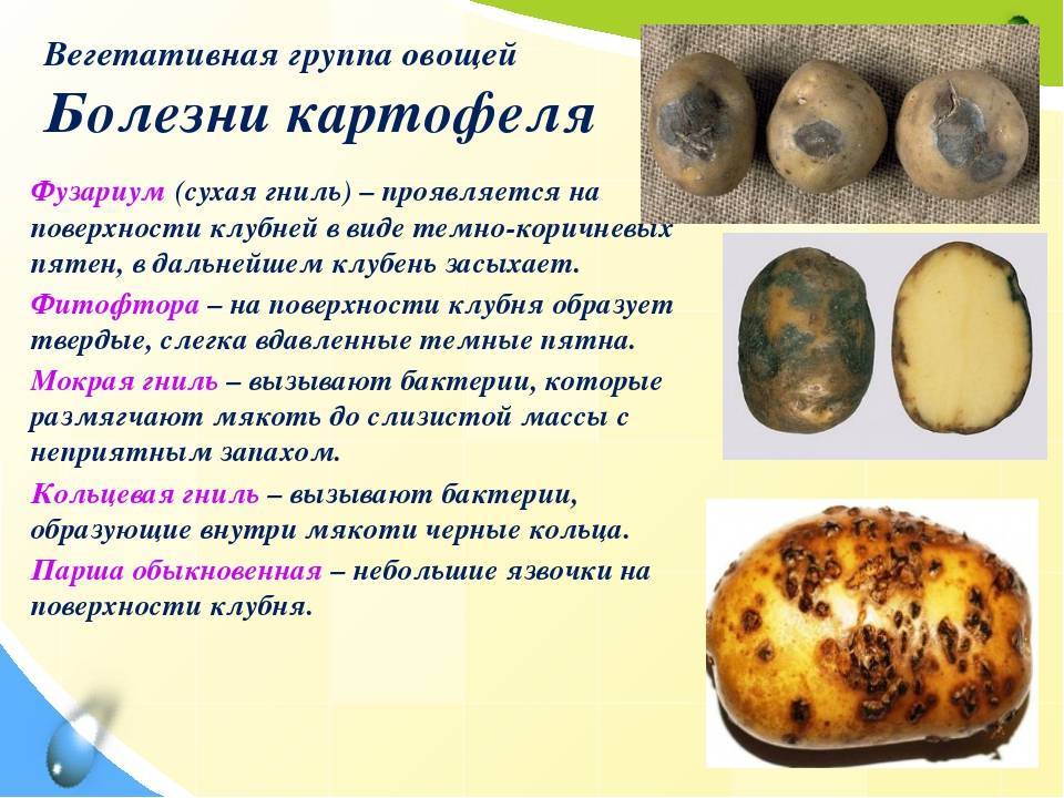 Вредители картофеля: описание с фото, борьба с ними и лечение