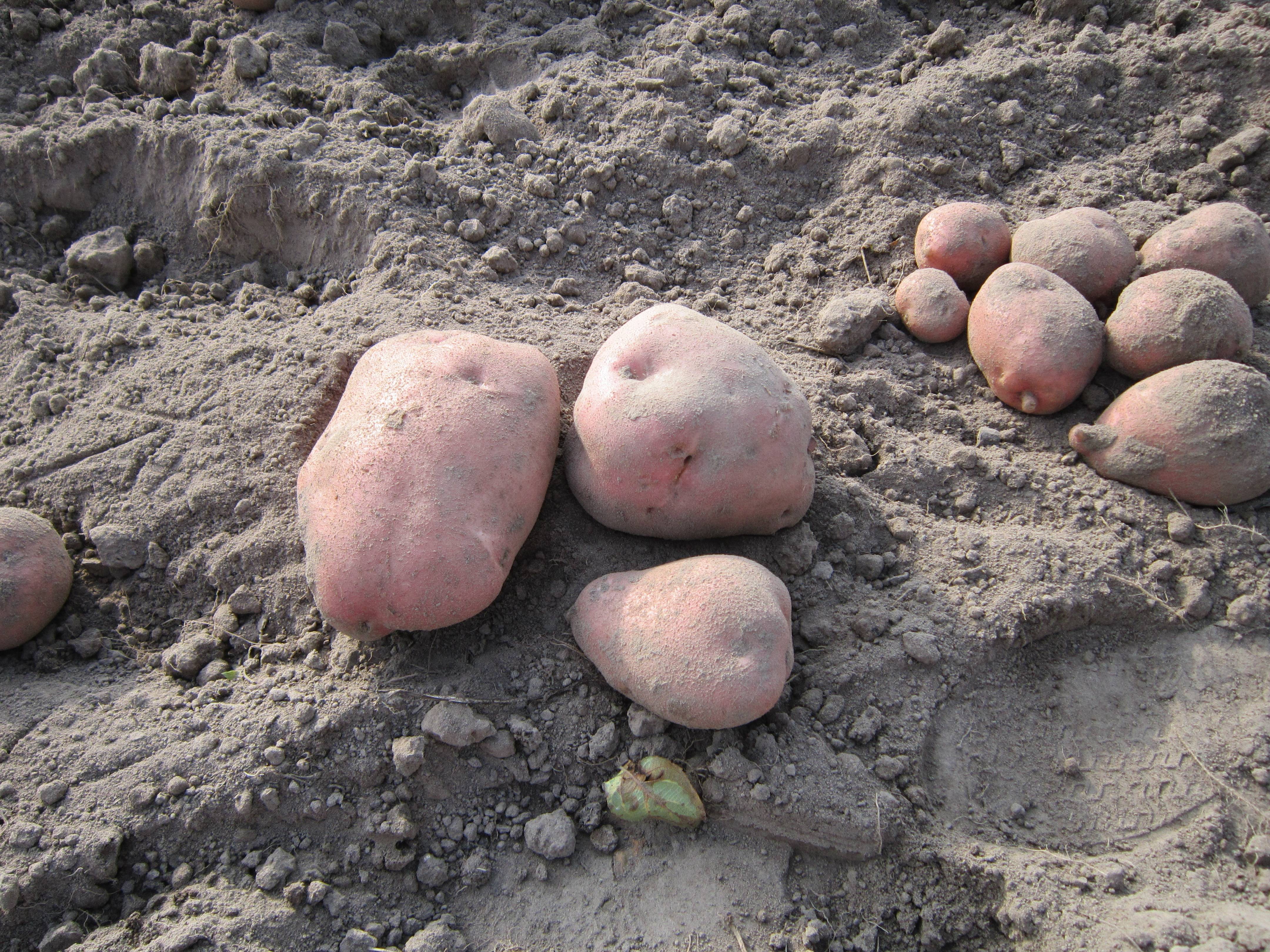 Обязательно посадите на участке картофель сорта ирбитский