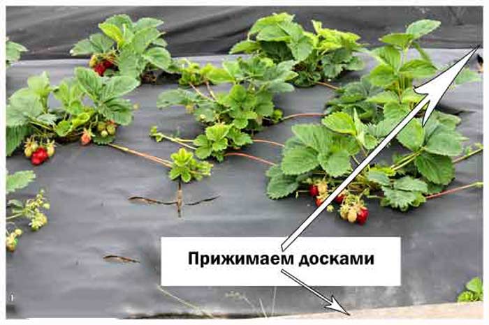 Схема посадки клубники в открытом грунте фото