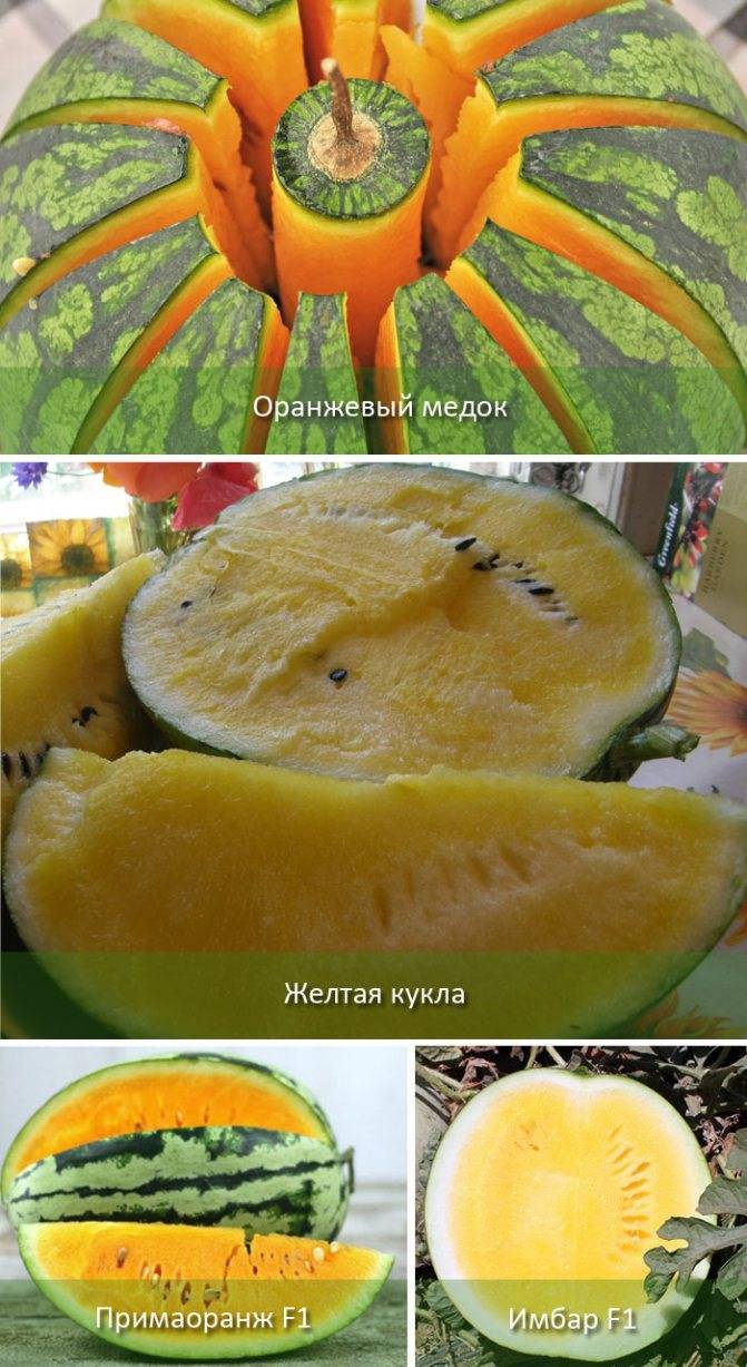 ᐉ желтый арбуз с чем скрещен - zoo-mamontenok.ru