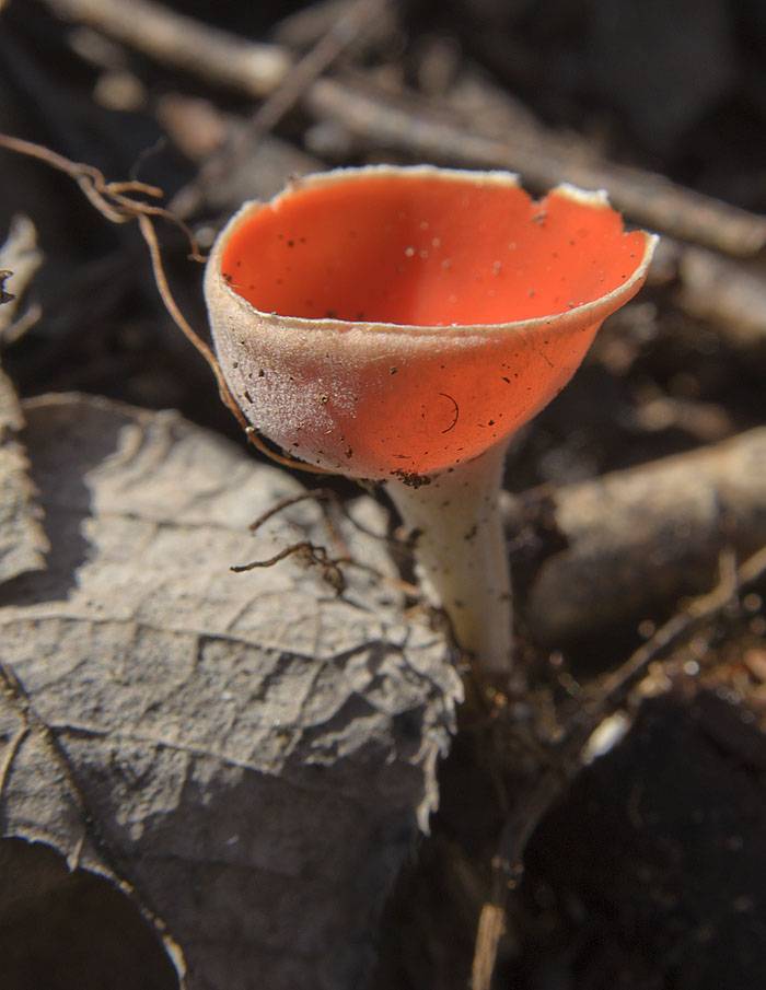 Весенние грибы: названия, описание, где растут и когда собирать :: syl.ru