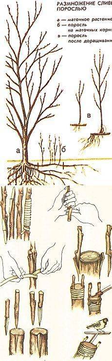 Выращивание сливы: как размножить сливу отводками, черенками и корневой порослью