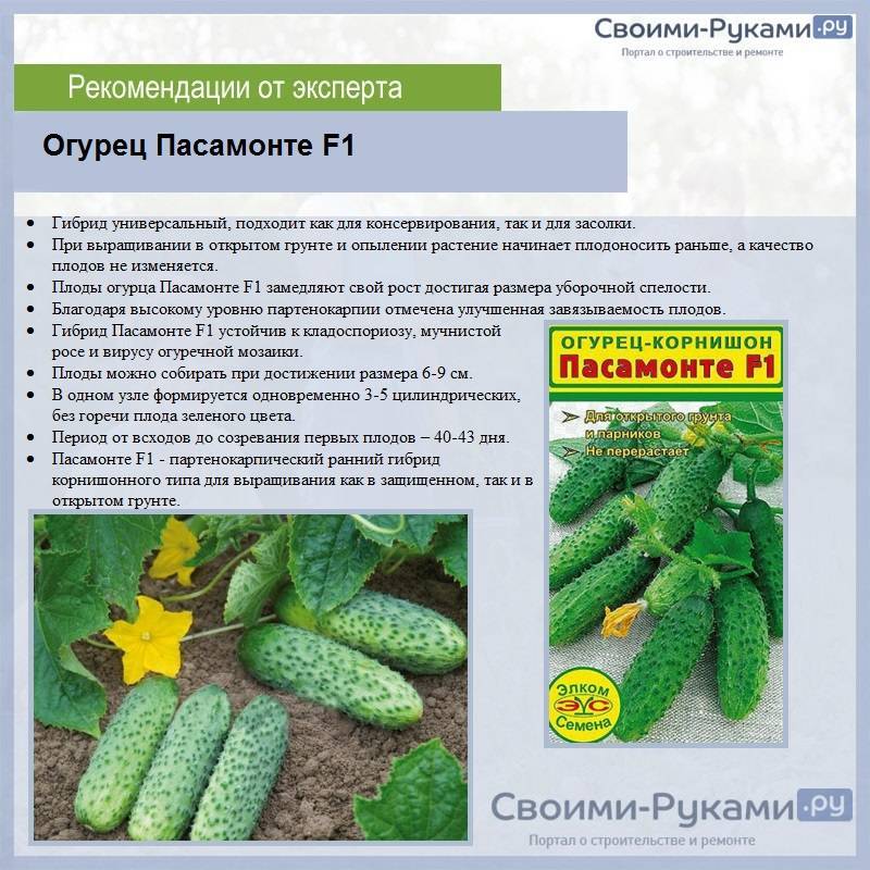 Описание огурцов емеля f1 и выращивание рассадным методом в теплице