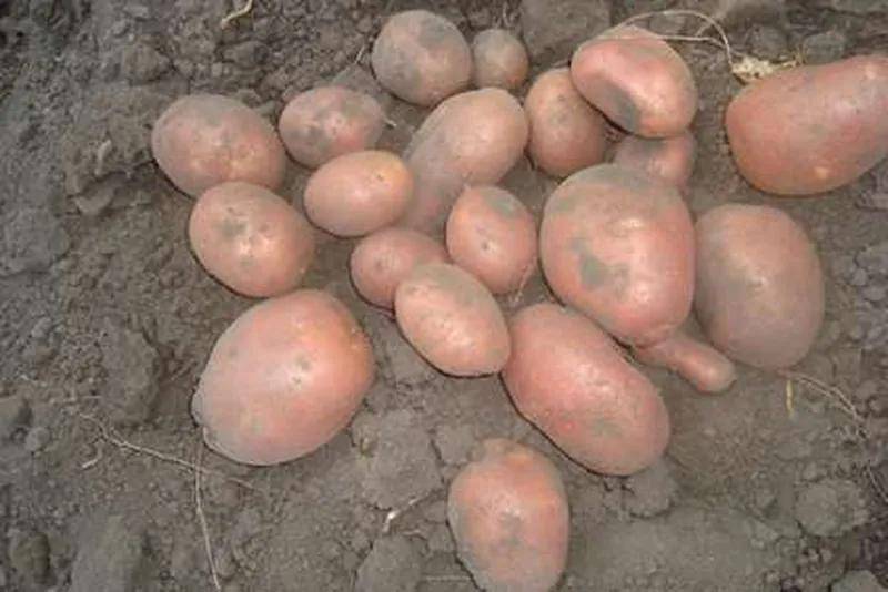 Описание сорта картошки беллароза: фото и отзывы, характеристика