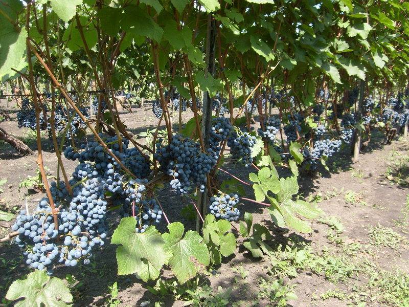 Описание и размножение сорта винограда амурский, посадка и уход