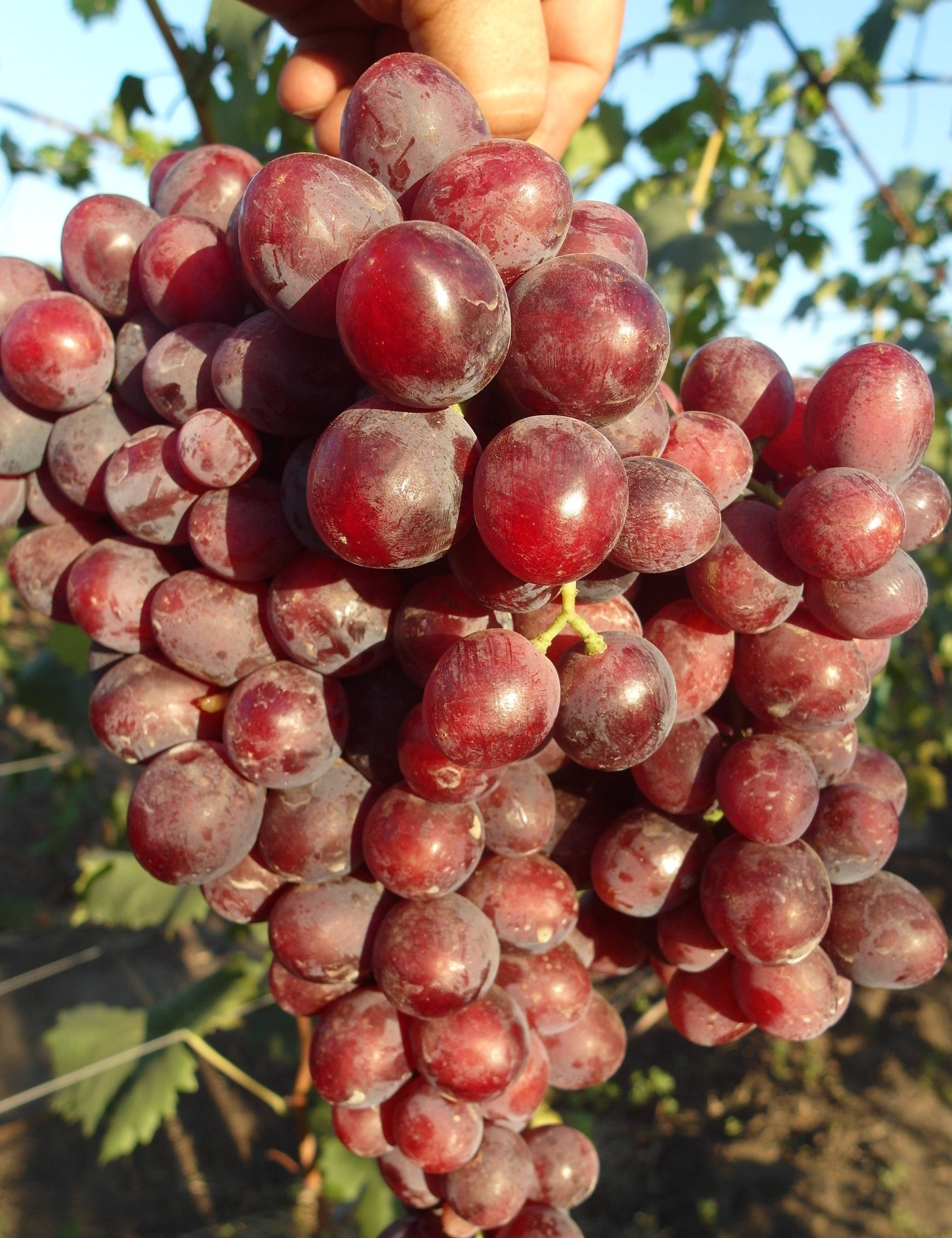 Описание сорта винограда заря несветая: фото, видео и отзывы