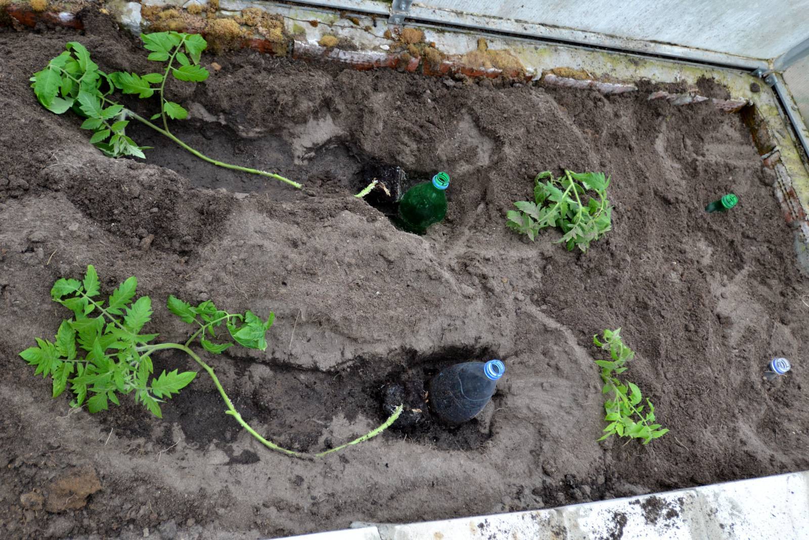 Выращивание арбузов в подмосковье: посадка в теплице и в открытом грунте