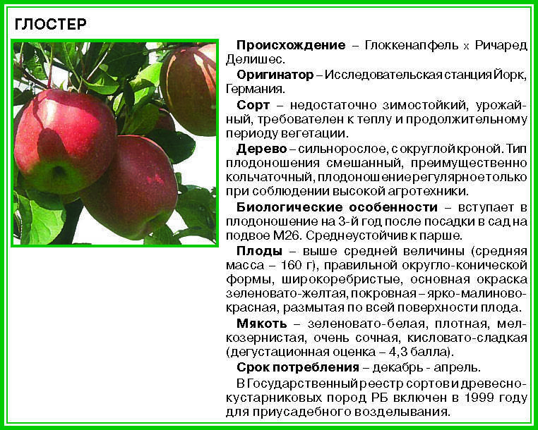 Яблоня спартан: особенности сорта и ухода