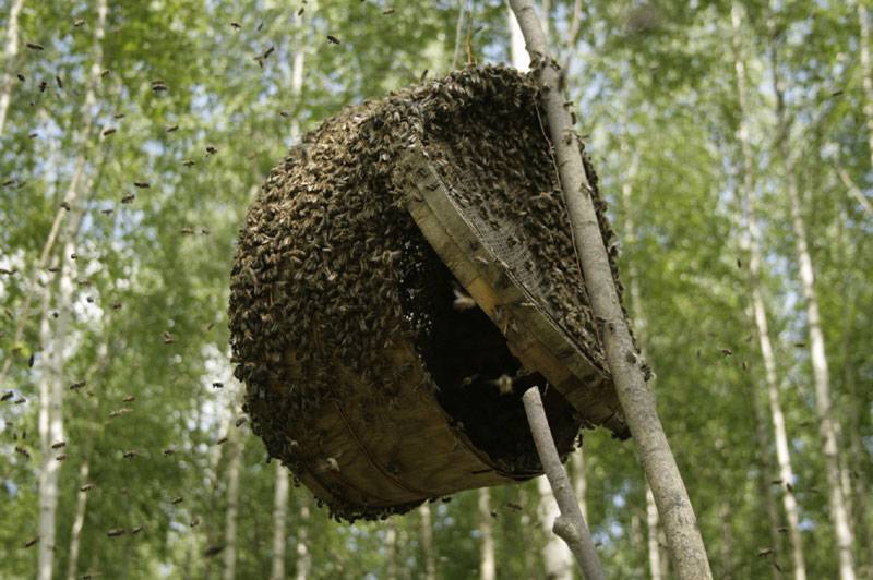 Как поймать рой пчел в ловушку или в пустой улей: как, где и когда лучше ловить
