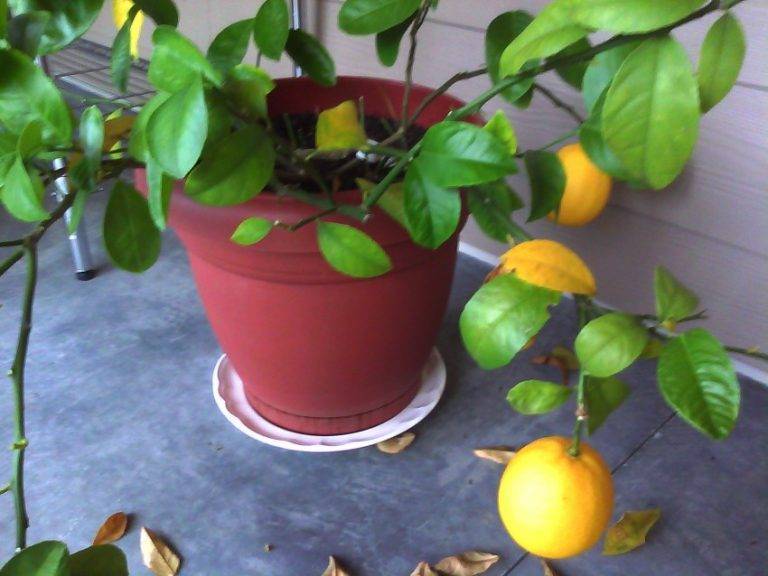 Когда лимон начинает плодоносить, как заставить лимон цвести и плодоносить, сколько зреет лимон в домашних условиях