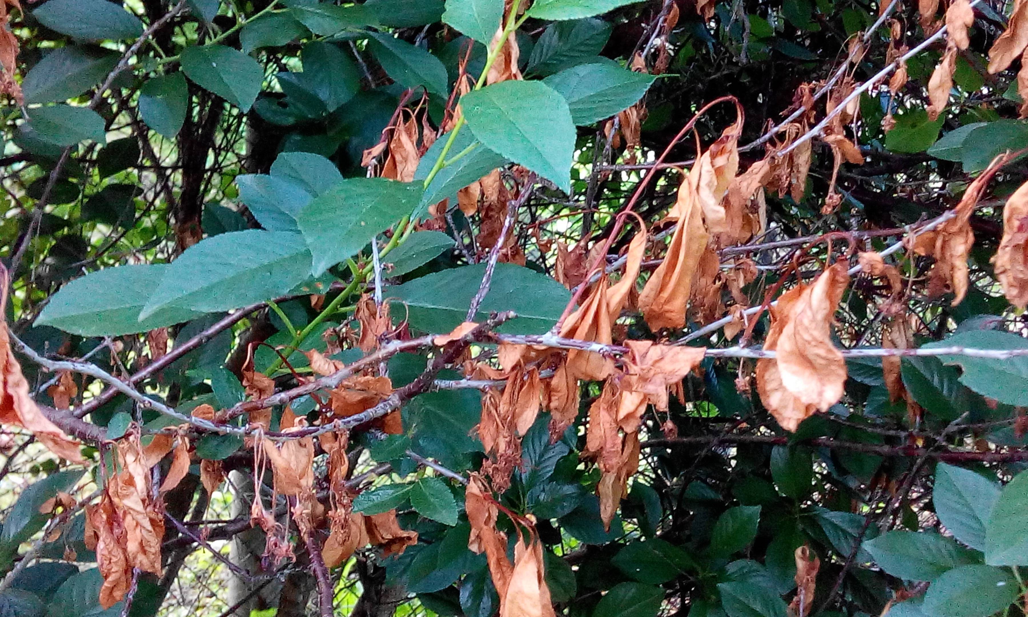 Болезни черешни - описание болезней листьев, плодов и дерева черешни