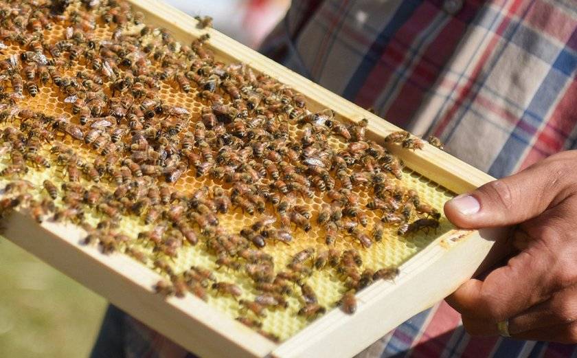 Как правильно сделать отводок из пчелиной семьи, формирование и деление пополам отводков пчел. – med-pochtoi.ru
