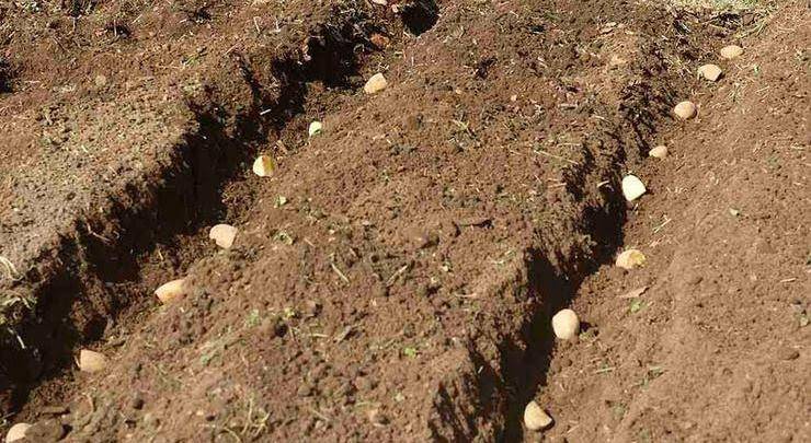 Выращивание картофеля по митлайдеру: правила посадки и ухода, ошибки метода, видео