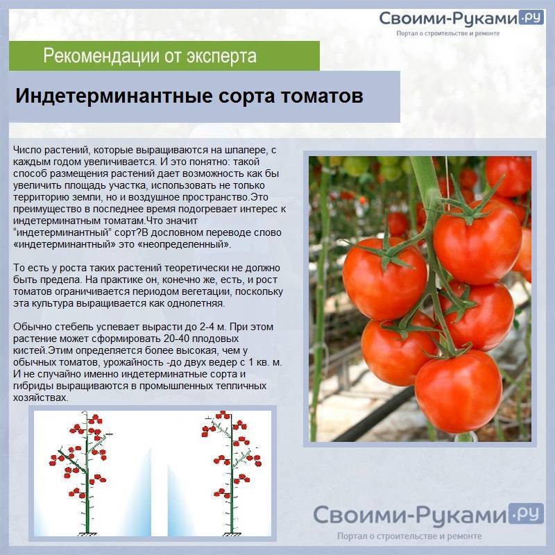 Томат черника: характеристика и описание сорта, урожайность с фото