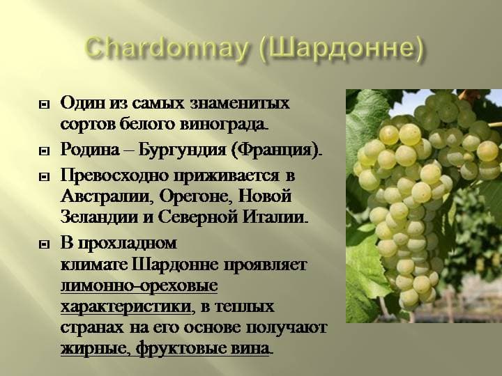 Всё о сорте винограда «альфа» от особенностей выращивания до фото и отзывов о нем