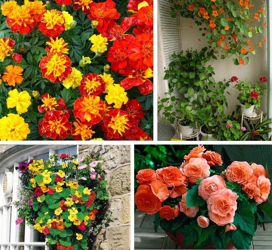 Как украсить балкон цветами | домфронт