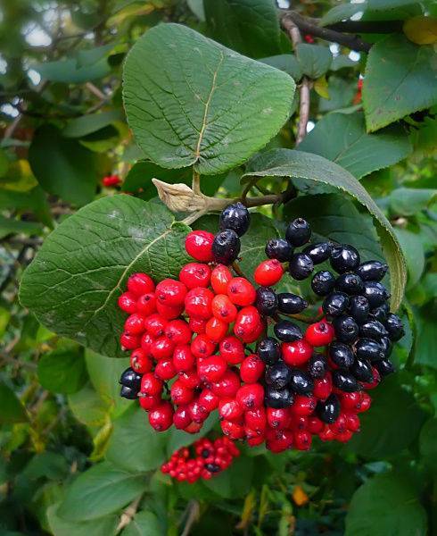 Калина гордовина – необыкновенный кустарник с чёрными плодами