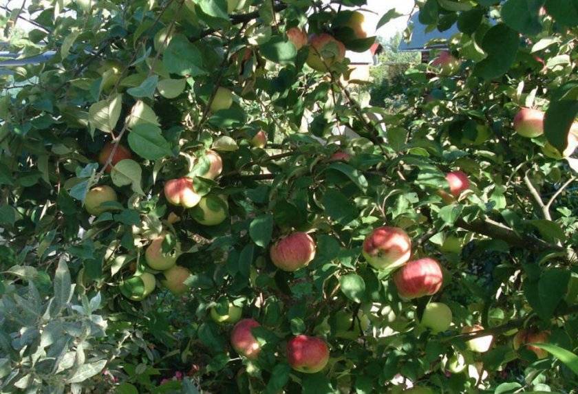 Полное описание сорта яблони орлинка: характеристики, фото, отзывы садоводов