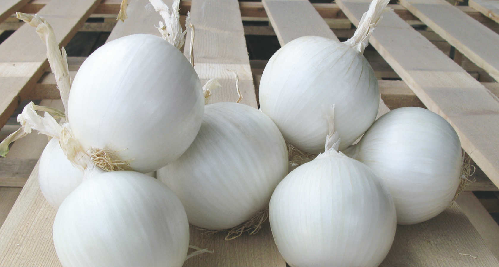Белый лук: сорта, польза и вред, выращивание
