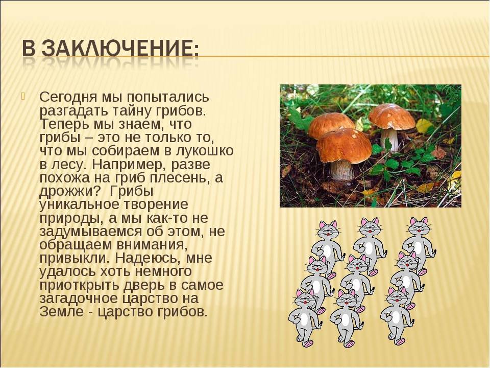 Грибы 4 класс окружающий мир. Доклад про царство грибов. Проект царство грибов. Доклад на тему царство грибов 3 класс окружающий мир. Проект царство грибов 3 класс.