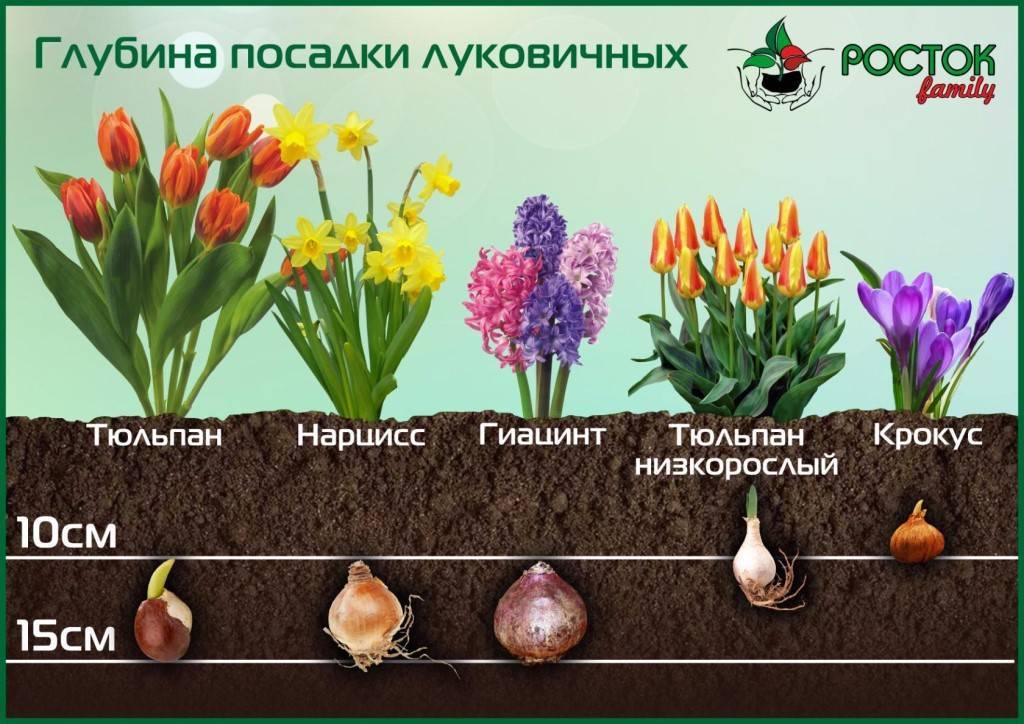 Можно ли сажать тюльпаны весной: когда и как проводить, сроки процедуры