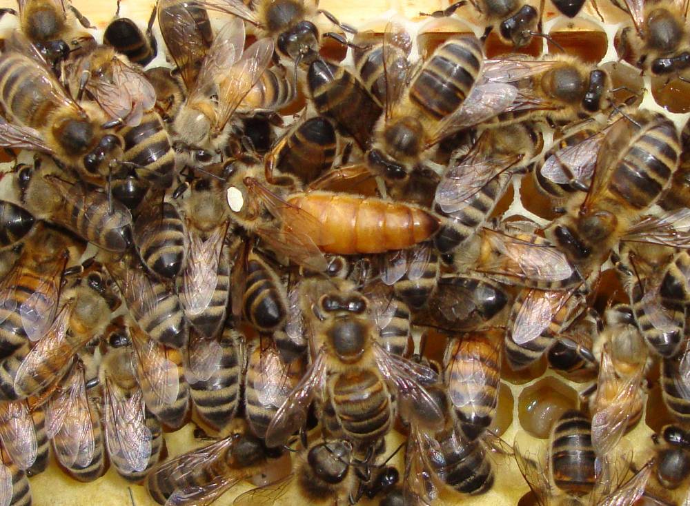 Порода пчел бафкаст: описание и уход