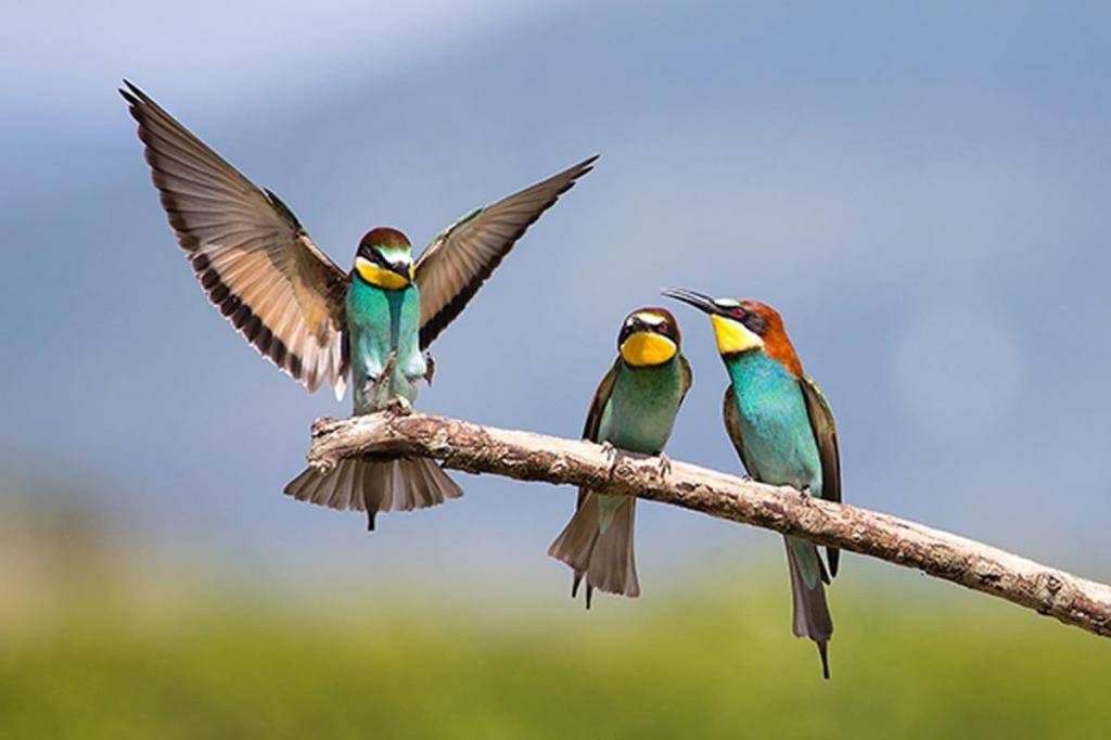Птицы которые едят пчел - синица и друние