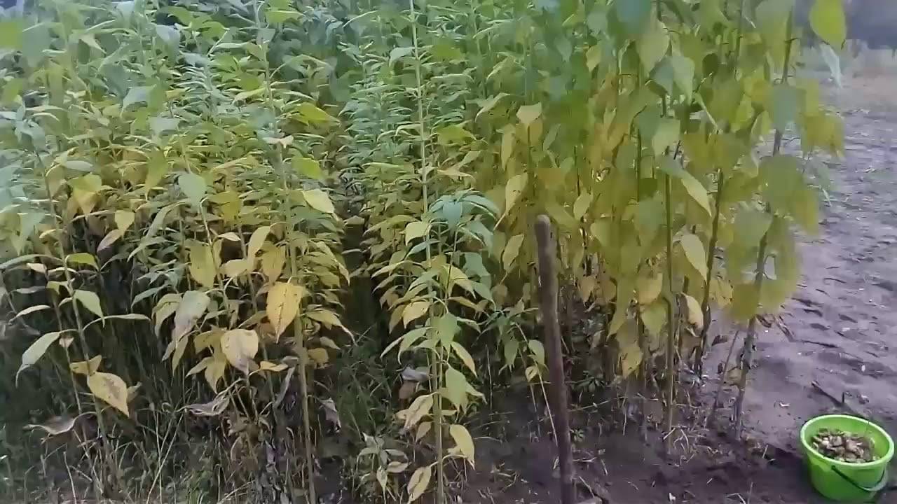 Топинамбур выращивание и уход: чего не переносит земляная груша
