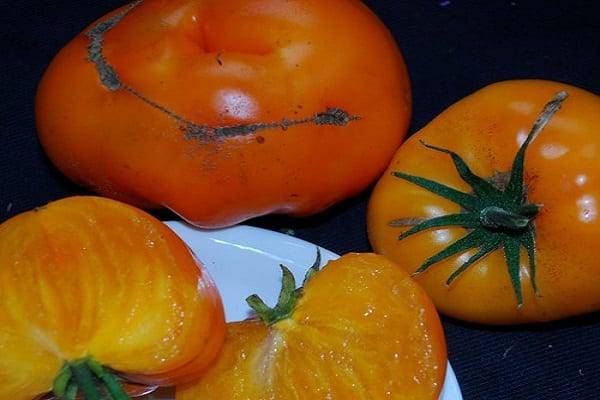 Сорта помидоров: фото и описание томатов для теплиц, открытого грунта, зеленые, хорошие, лучшие, отзывы, видео
