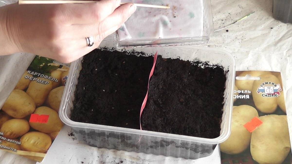 Как собрать семена картофеля из ягод: как правильно получить из бульбочек в домашних условиях