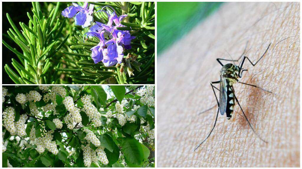 14 растений, отпугивающих комаров и других назойливых насекомых :: инфониак