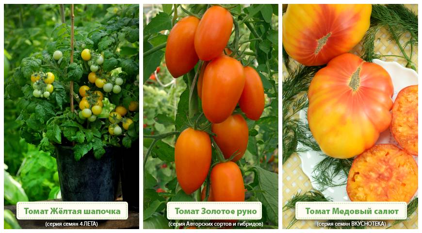 Томат золотое руно ?: характеристика, описание сорта, фото | qlumba.com