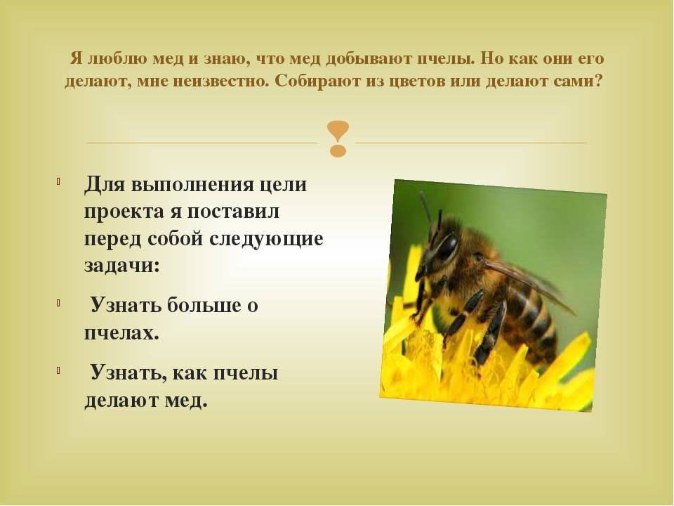Как пчелы делают мед? краткое описание процесса, фото и видео — природа мира