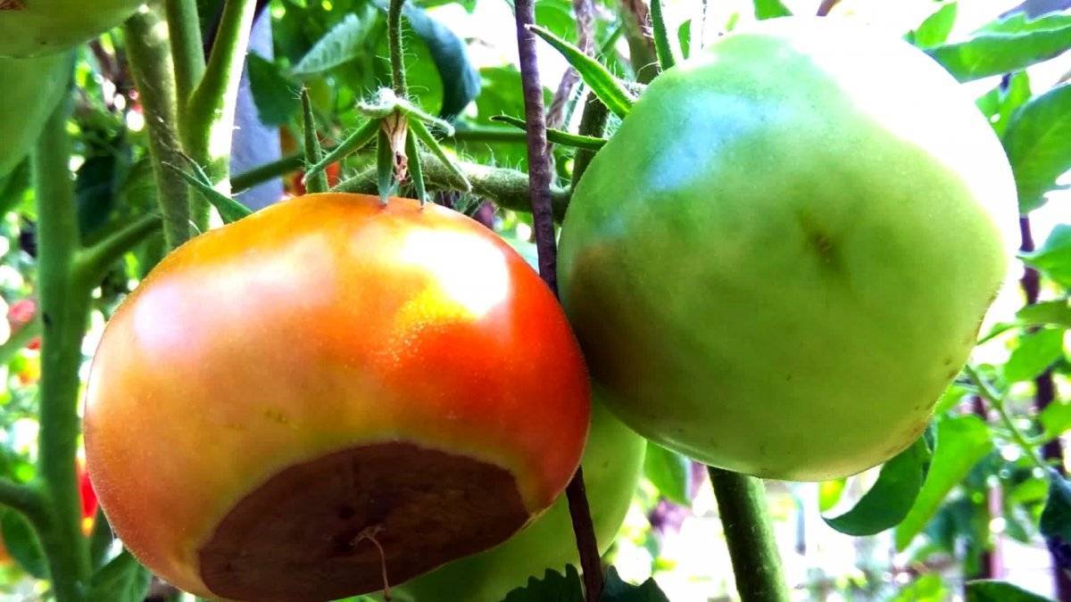 Вершинная гниль томатов в теплице и открытом грунте как бороться