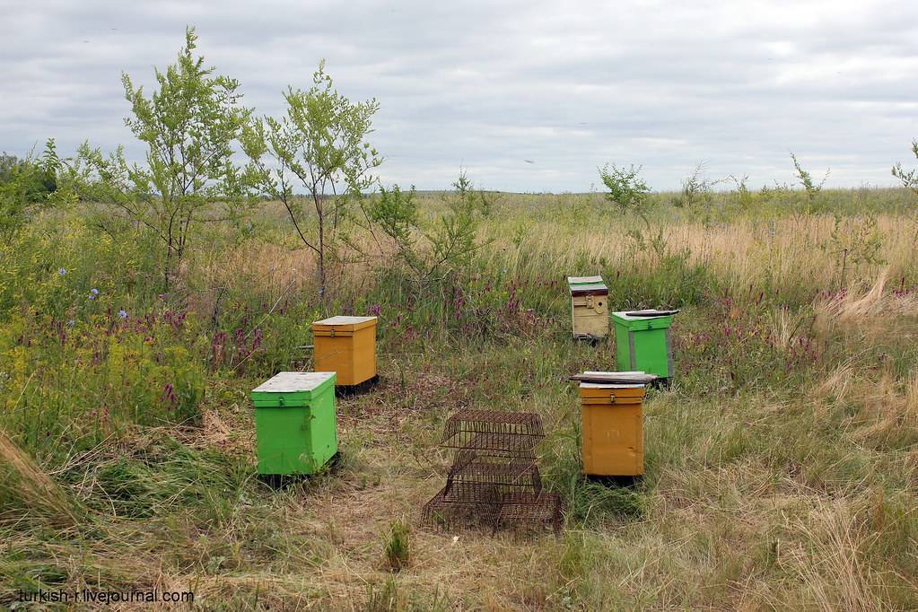 Сколько меда дает один улей за сезон и за год? факторы которые влияют на производительность пчёл?