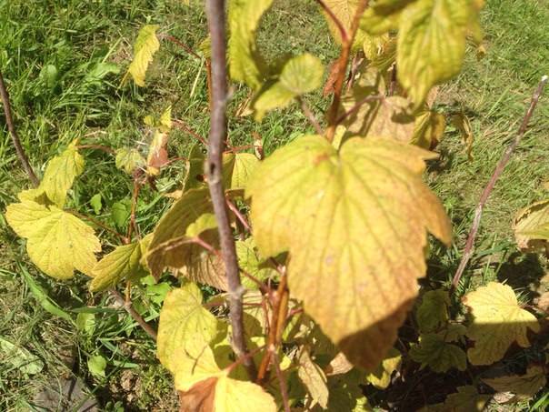 Почему желтеют листья у чёрной смородины летом и весной, что делать, как устранить