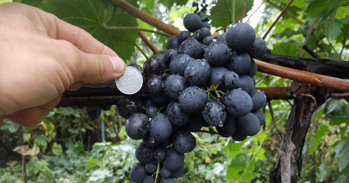Виноград рошфор: характеристики сорта, фото, плюсы и минусы, выращивание, отзывы