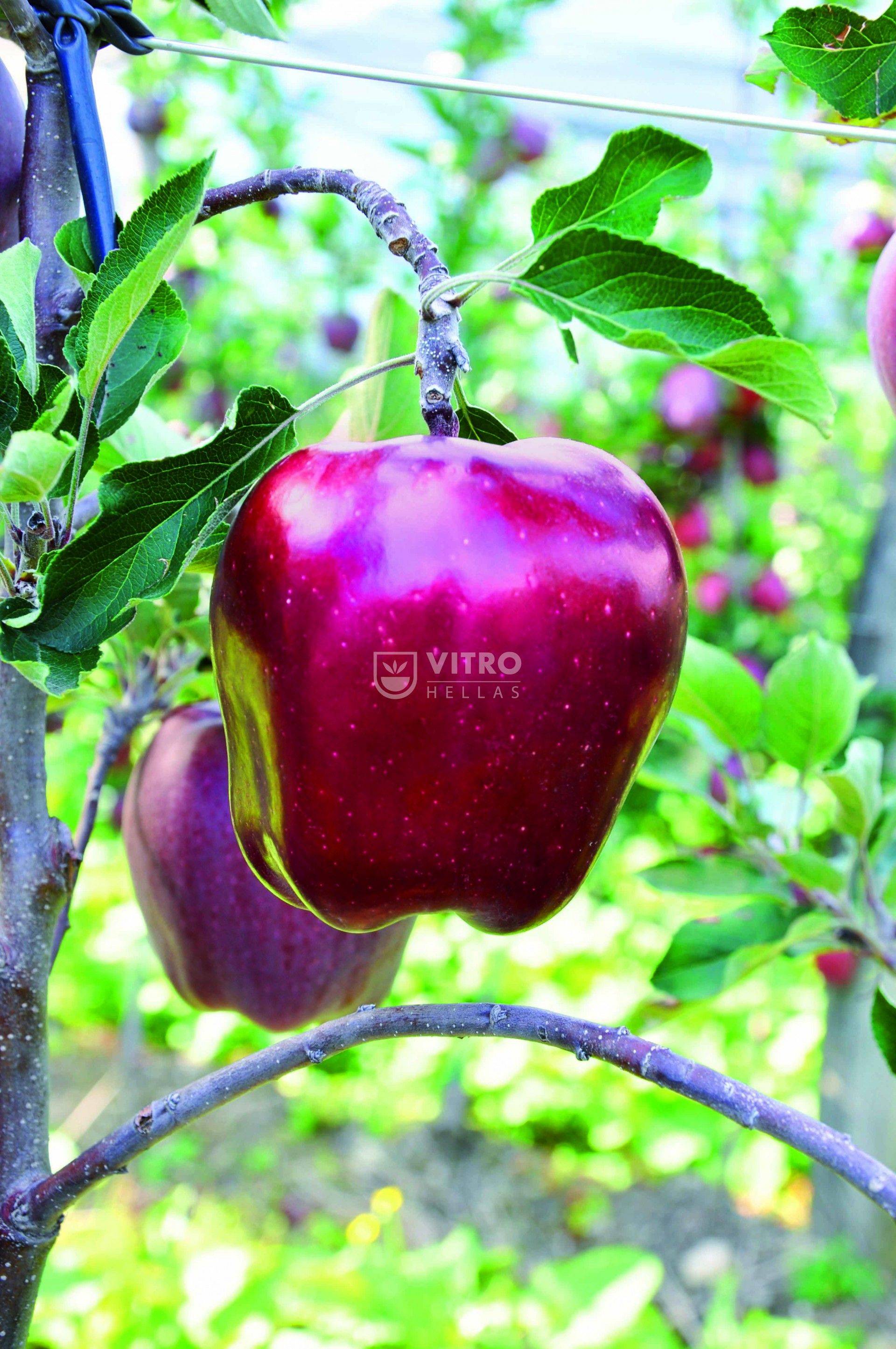 Яблоки ред дел - дневник садовода semena-zdes.ru