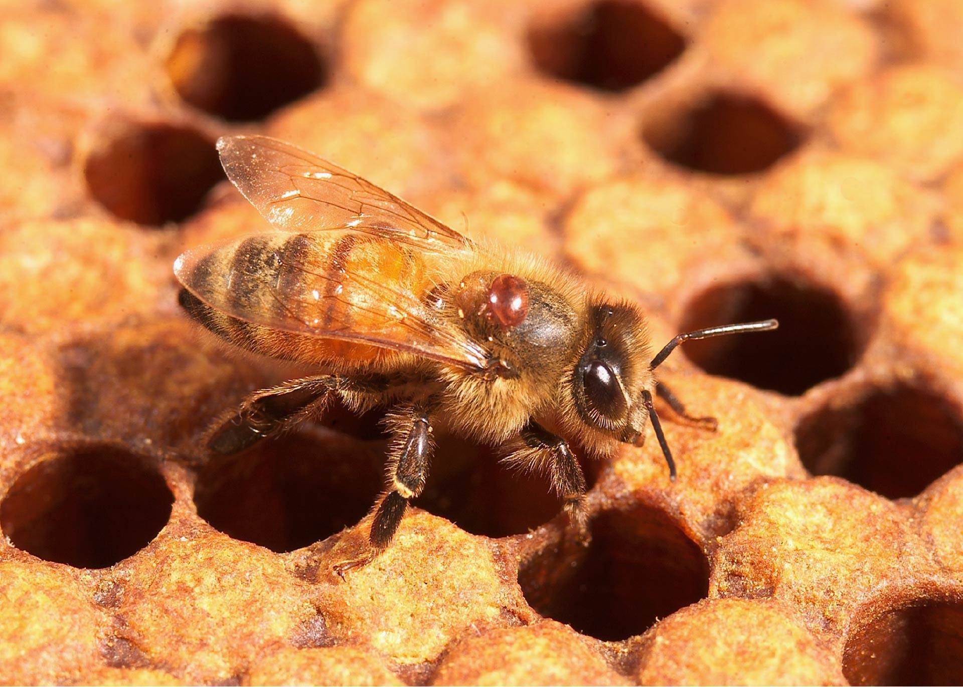 Клещ, убивающий пчел